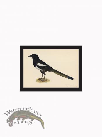 Rudbeck CFA_BF 16 Magpie